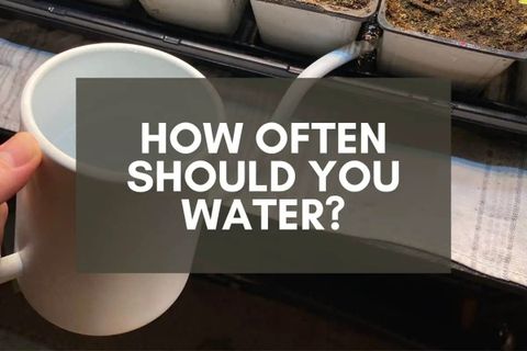 How Often Should You Water Tomato Seeds And Seedlings? – Backyard ... throughout Seed germination success depends on proper watering schedule