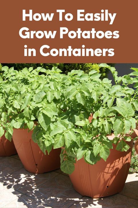 How To Easily Grow Potatoes In Containers – Artofit in Best Practices for Timing Your Potato Planting