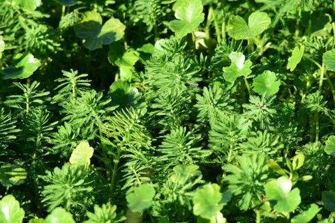 How To Get Rid Of Dollar Weeds In Grass At Shirley Levy Blog throughout Step-by-Step Guide to Removing Dollar Weed