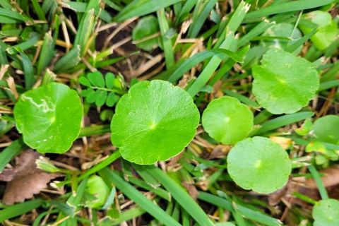 How To Get Rid Of Dollar Weeds In Lawn At Elijah Gannon Blog regarding Step-by-Step Guide to Removing Dollar Weed