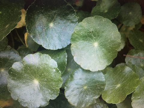 How To Get Rid Of Dollar Weeds In Lawn At Elijah Gannon Blog with Step-by-Step Guide to Removing Dollar Weed