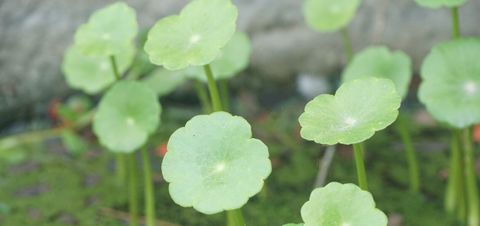 How To Get Rid Of Dollarweed | Diy Pest Control regarding How To Get Rid Of Dollar Weed