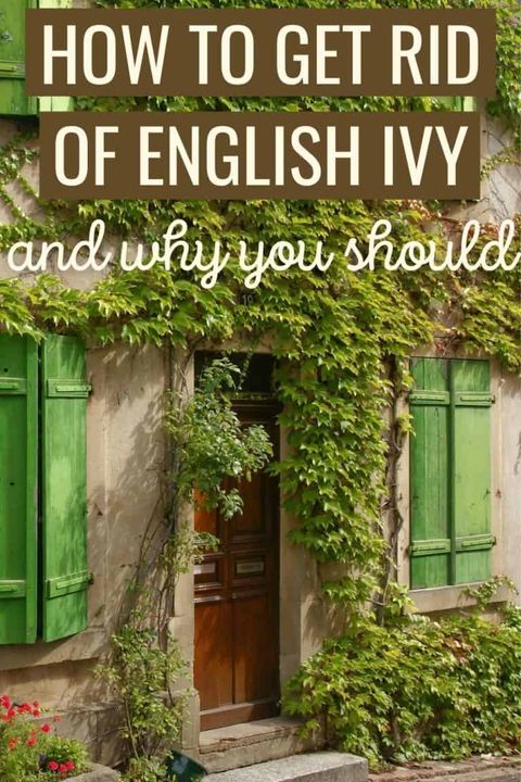 How To Get Rid Of English Ivy Naturally & Why You Should throughout Step-by-Step Guide to Getting Rid of English Ivy