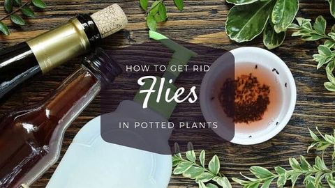How To Get Rid Of Flies In Potted Plants - No Nasty Pesticides with Natural Remedies That Actually Work Against Plant Flies