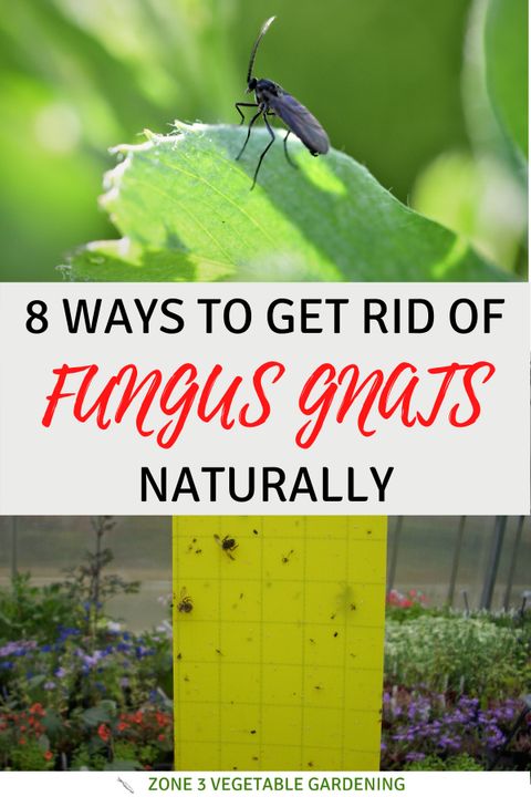 How To Get Rid Of Fungus Gnats For Good inside Does Neem Oil Kill Fungus Gnats