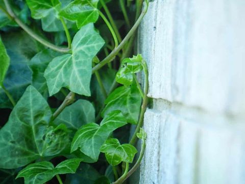 How To Get Rid Of Invasive English Ivy - Gardening Channel inside Step-by-Step Guide to Getting Rid of English Ivy