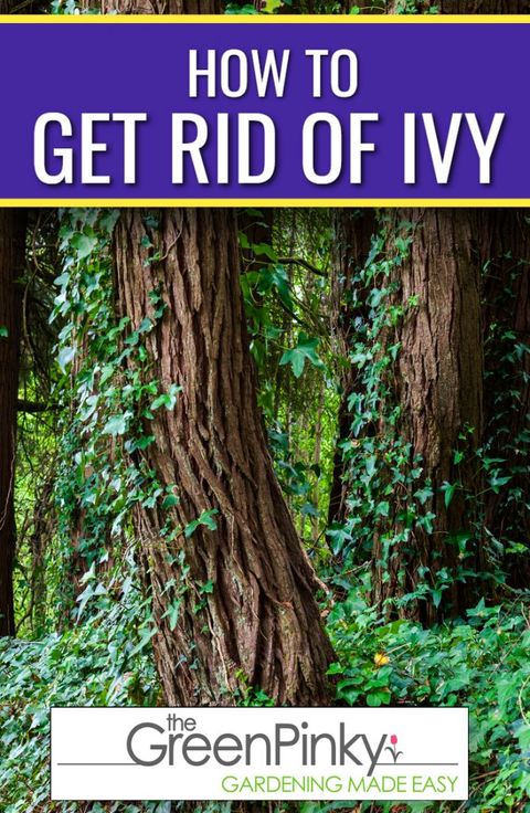 How To Get Rid Of Ivy? — Tips To Make It Easier for How To Get Rid Of English Ivy