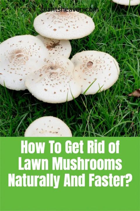 How To Get Rid Of Lawn Mushrooms Naturally And Faster? | Plants Heaven for How To Get Rid Of Lawn Mushrooms