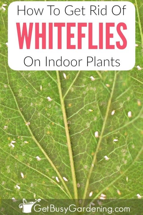 How To Get Rid Of Little Black Flies On Plant At Seth Darcy-Irvine Blog for Natural Remedies That Actually Work Against Plant Flies