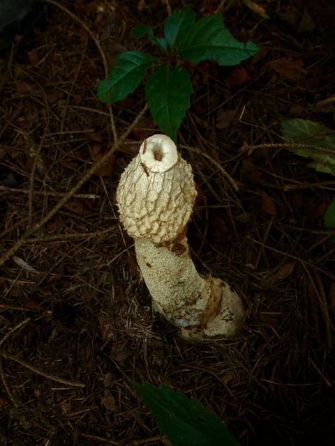 How To Get Rid Of Mulch Fungus? | Easy Way To Garden with How to Effectively Eliminate Stinkhorn Fungus from Your Garden
