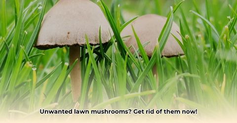 How To Get Rid Of Mushrooms In Your Lawn: A Complete Guide - Wave Sold regarding Simple Steps to Keep Your Lawn Mushroom-Free All Year Round