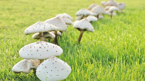 How To Get Rid Of Mushrooms In Your Lawn | Homebuilding pertaining to Mushrooms On Lawn Getting Rid Of