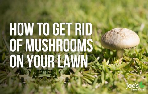 How To Get Rid Of Mushrooms On Your Lawn - Joe's Lawn Care pertaining to Seasonal Strategies for Controlling Mushroom Growth in Your Yard