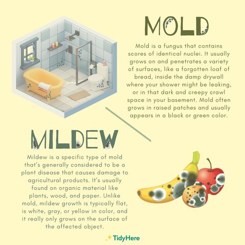 How To Get Rid Of Musty Smell Around Your Home & Prevent It From Coming ... with regard to House Smells Musty But No Mold