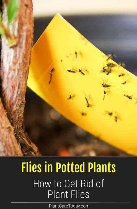 How To Get Rid Of Plant Flies In Potted Plants – Artofit intended for How To Get Rid Of Plant Flies