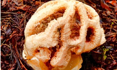 How To Get Rid Of Stinkhorn Fungi - A-Z Animals within How To Get Rid Of Stinkhorn Fungus