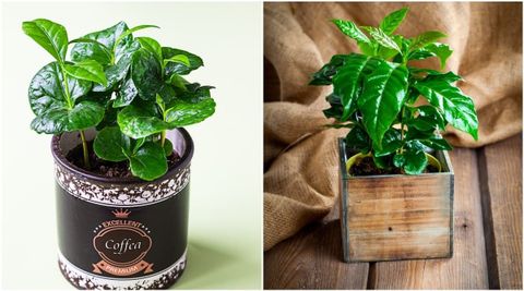 How To Grow A Beautiful Coffee Plant Indoors throughout Essential Care Tips for Growing Coffee Plants at Home