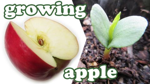 How To Grow An Apple Tree From Seed - How To Grow Apple Seeds - Apple ... with regard to Step-by-Step Instructions for Planting and Caring for Apple Tree Seeds