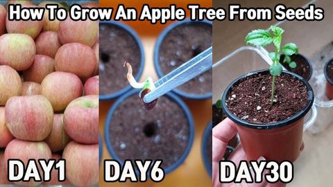 How To Grow An Apple Tree From Seeds | Apple Tree From Seed, Apple ... throughout Step-by-Step Instructions for Planting and Caring for Apple Tree Seeds