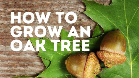 How To Grow An Oak Tree From An Acorn: A Simple & Easy Tutorial - Youtube with regard to How Long Does It Take An Oak Tree To Grow