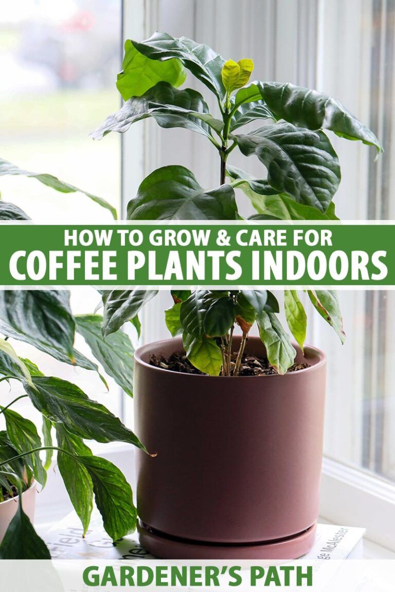 Essential Care Tips for Growing Coffee Plants at Home