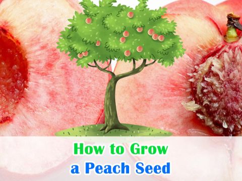 How To Grow Peach Tree From The Seed At Eugene Bergeron Blog for Grow Peach Tree From Seed