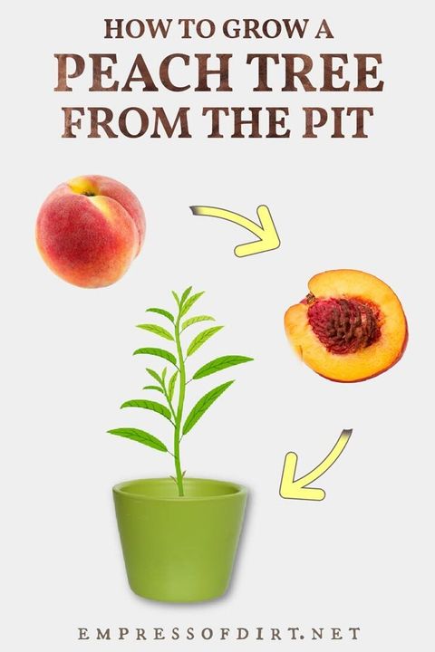 How To Grow Peach Tree From The Seed At Eugene Bergeron Blog in How to Successfully Grow a Peach Tree from Seed at Home