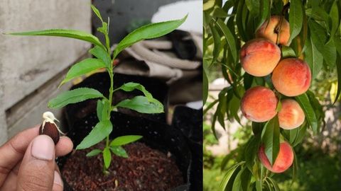 How To Grow Peach Tree From The Seed At Eugene Bergeron Blog pertaining to How to Successfully Germinate Peach Seeds at Home
