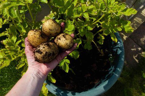 How To Grow Plentiful Potatoes In Pots: 10 Tips For Success - Clean ... for Best Practices for Timing Your Potato Planting