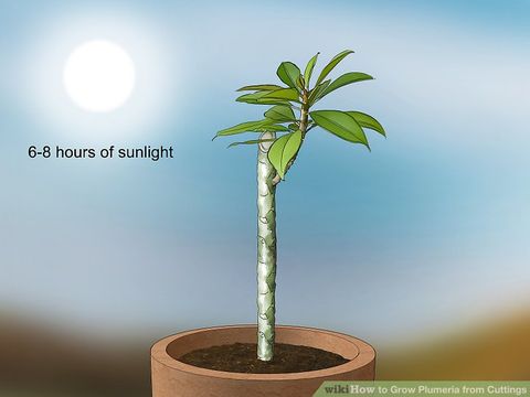 How To Grow Plumeria From Cuttings (With Pictures) - Wikihow throughout How To Plant Plumeria Cuttings