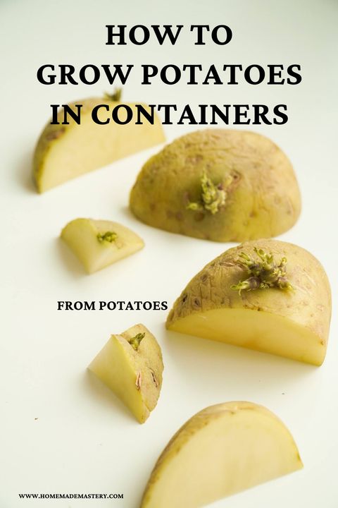 How To Grow Potatoes In Containers - Homemade Mastery throughout Best Practices for Timing Your Potato Planting