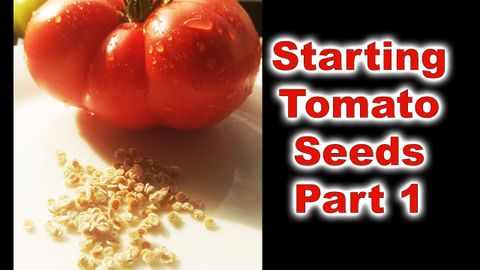 How To Grow Tomatoes Part 1 - Seed Starting And Germination - Youtube with When To Plant Tomato Seeds