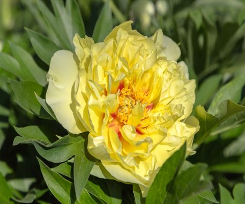 How To Grow Tree Peonies In Pots – For A Show-Stopping… within Can I Grow Tree Peonies On The Central Oregon Coast