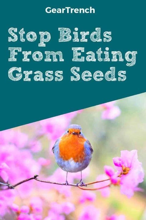 How To Keep Birds From Eating Grass Seed (Easy & Effective Way ... within How To Stop Birds Eating Grass Seed