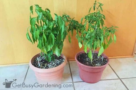 How To Overwinter Pepper Plants Indoors (3 Easy Ways!) for Surviving Winter with Pepper Plants: Practical Overwintering Strategies
