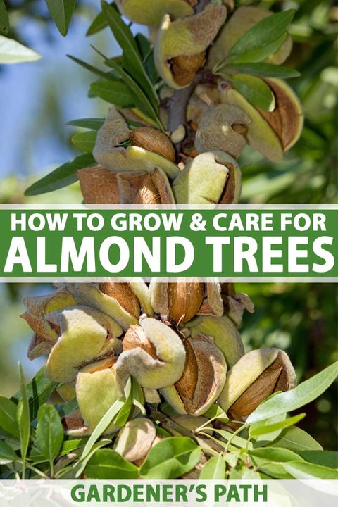 How To Plant, Grow, And Care For Almond Trees | Gardener's Path pertaining to All In One Almond Tree