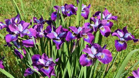 How To Plant, Grow, And Care For Iris Flower (Genus Iris) with What To Plant With Iris