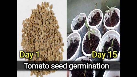 How To Plant Tomato Seeds Indoors Video At Dollie Guth Blog throughout From Seed to Harvest Understanding Tomato Planting Times