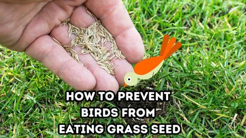 How To Prevent Birds From Eating Grass Seed within How To Stop Birds Eating Grass Seed