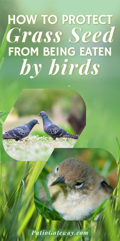 How To Prevent Birds From Eating Lawn Seed At Kate Wardill Blog regarding Simple Methods to Keep Birds Away from Newly Planted Grass
