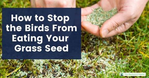 How To Prevent Birds From Eating Your Grass Seed At Alice Hager Blog inside How To Stop Birds Eating Grass Seed