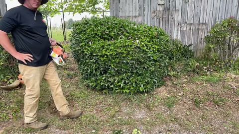 How To Properly Trim A Holly Bush 👍 Great Landscaping Tip - Youtube throughout When To Trim Holly Trees