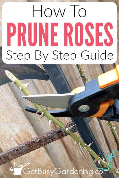 How To Prune Roses: 4 Simple Steps To Trim Like A Pro | Pruning Roses ... pertaining to Seasonal guidance for trimming rose bushes successfully