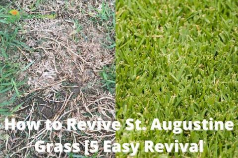 How To Revive St Augustine Grass 5 Easy Revival Methods – Artofit in Expert Tips for Spotting Weeds That Trick You into Thinking They're St Augustine Grass