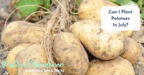 How To Tell When Your Potatoes Are Ready - Patient Gardener with Best Practices for Timing Your Potato Planting