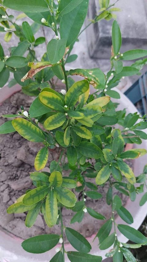 How To Treat Lemon Tree Yellow Leaves? (Causes And Solutions) - Plants ... regarding Why Are My Citrus Leaves Yellowing? A Deep Dive Into Common Causes