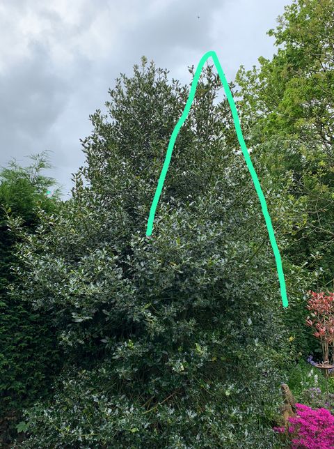 How To Trim Tall Holly Trees At Karen Spaulding Blog within When To Trim Holly Trees