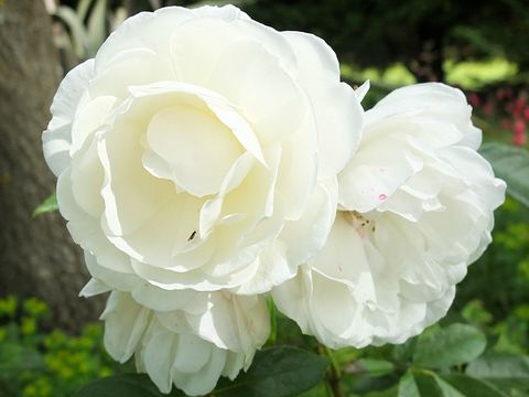 Iceberg Rose regarding The Hidden Influence of Icebergs on Maritime Navigation and Safety