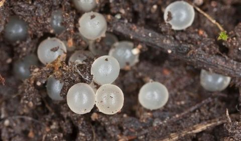 Insect Eggs In Garden Soil (Identification & Prevention) - Flourishing ... for Decoding the presence of tiny white eggs in your garden bed
