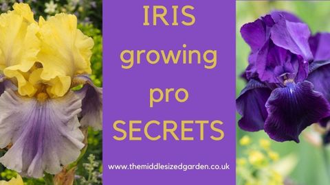 Iris Growing - How To Choose, Plant And Grow Irises - Youtube regarding Seasonal Companion Planting Ideas for Stunning Iris Displays